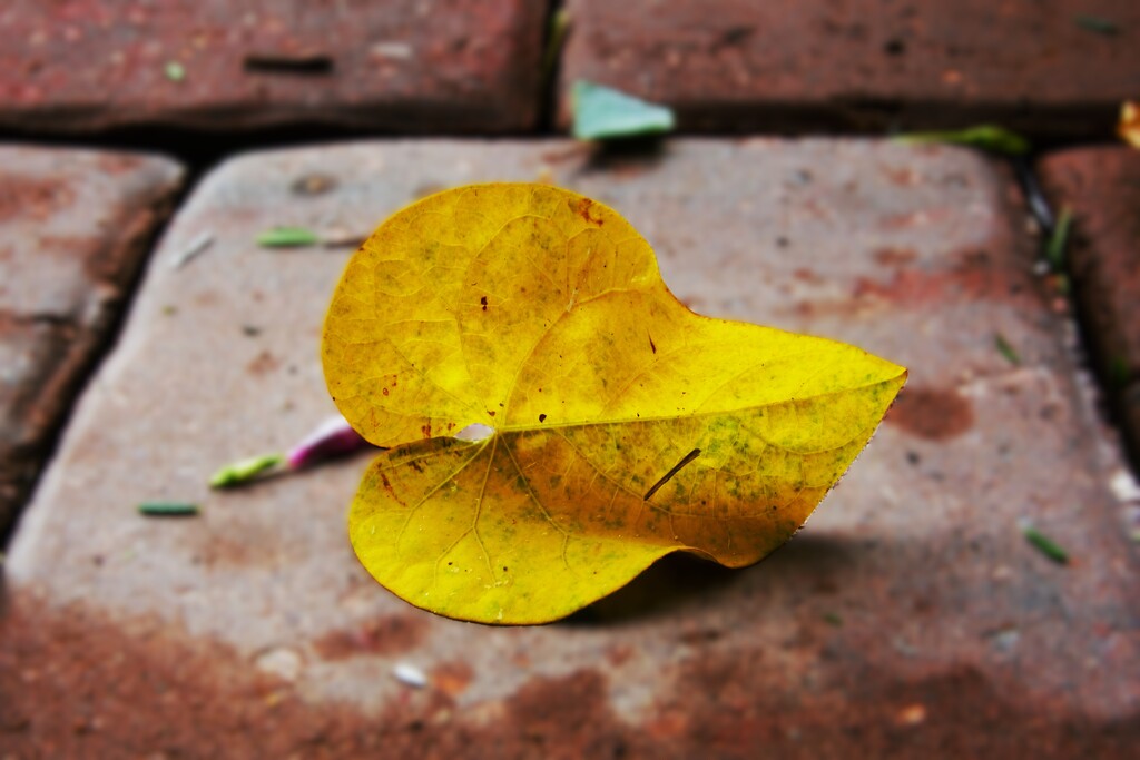 October Yellow by photohoot