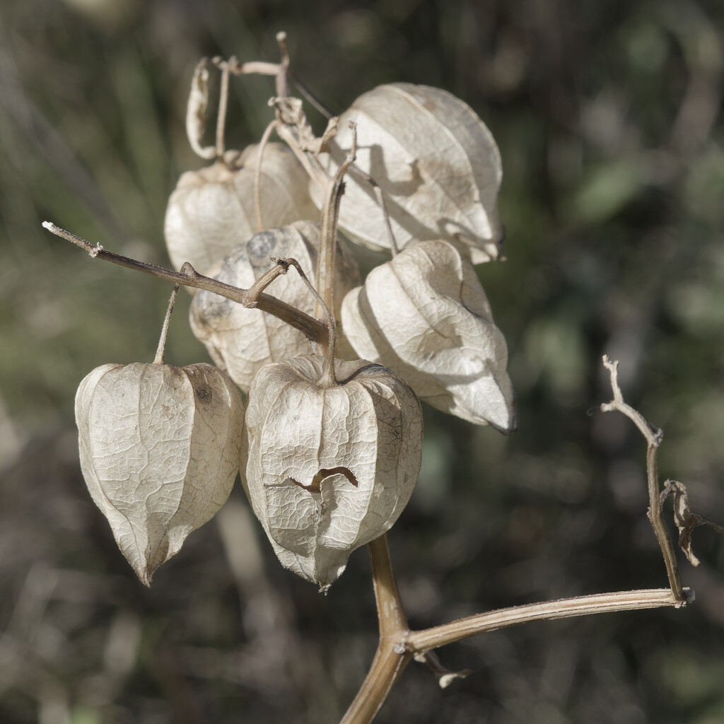 groundcherry by rminer