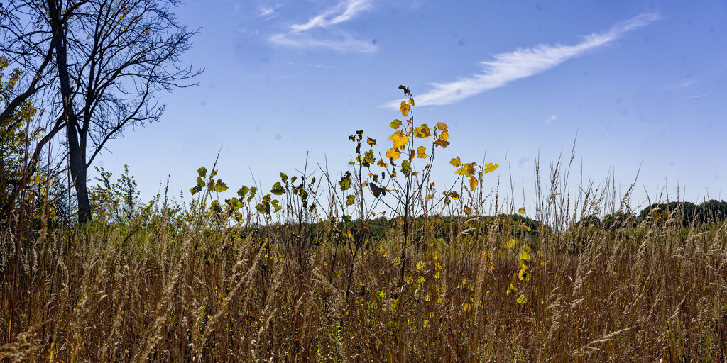 Cottonwood on the prairie by rminer