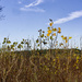 Cottonwood on the prairie