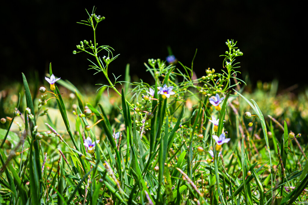 Little ones by vignoli