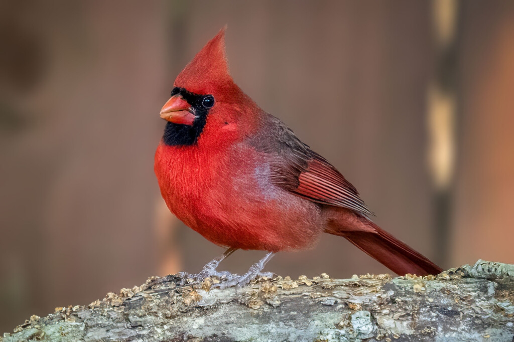 Brilliant Red by kvphoto