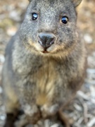 14th Oct 2024 - rufous-bellied pademelon