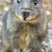 rufous-bellied pademelon