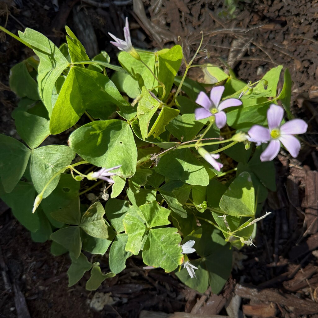 Oxalis by thedarkroom