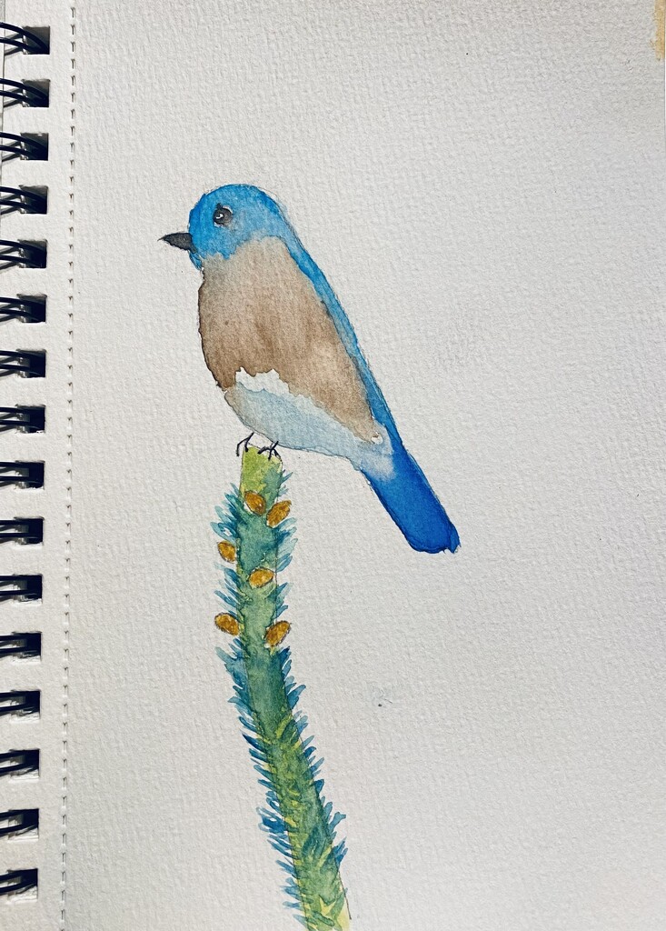 Bluebird, watercolor by mtb24