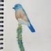 Bluebird, watercolor