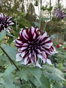 12th Oct 2024 - Tartan Dahlia