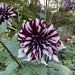 Tartan Dahlia