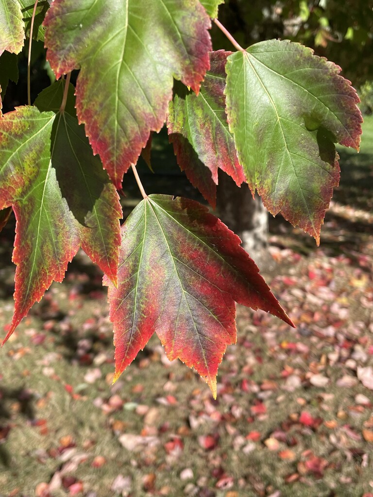 Red maple by am2584