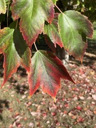 14th Oct 2024 - Red maple