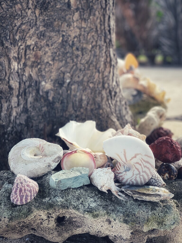 Shells outside the Ice Cream Shop by carolinesdreams