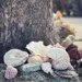 Shells outside the Ice Cream Shop by carolinesdreams