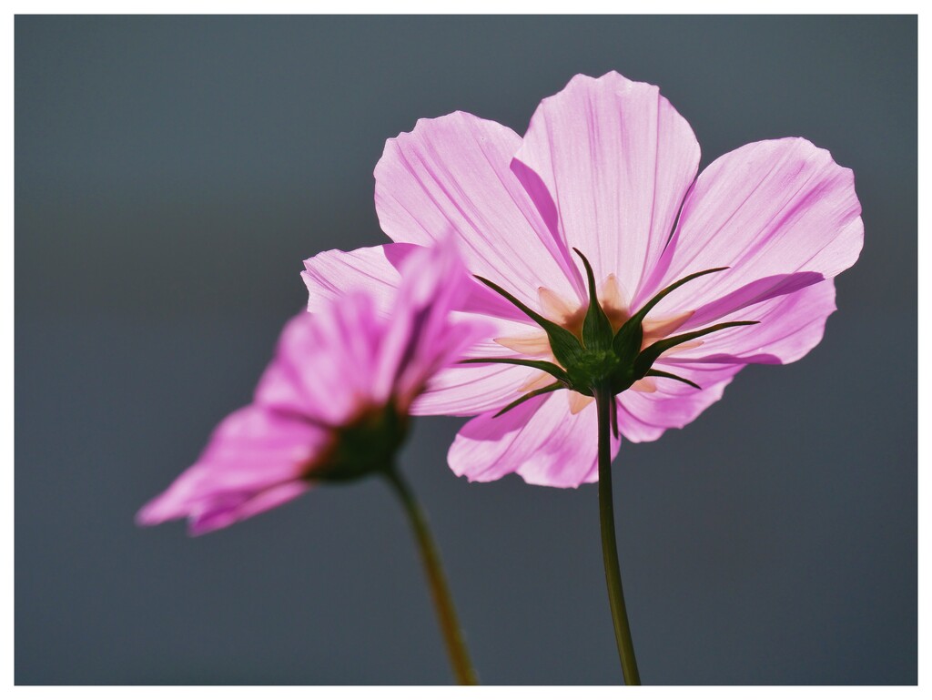 Backlit by ljmanning