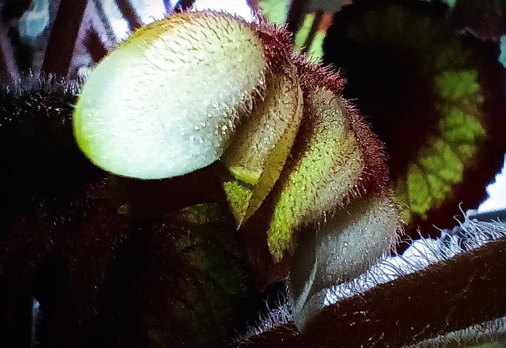 Day 280 Macro Plant Pods  by jeanniec57