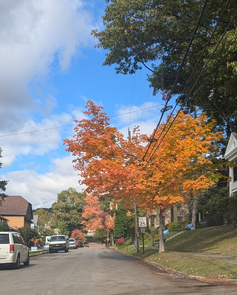 Fall Tree along the Road by julie