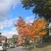 Fall Tree along the Road