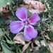 Wildflower Bloom