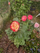 11th Oct 2024 - Autumn Rose