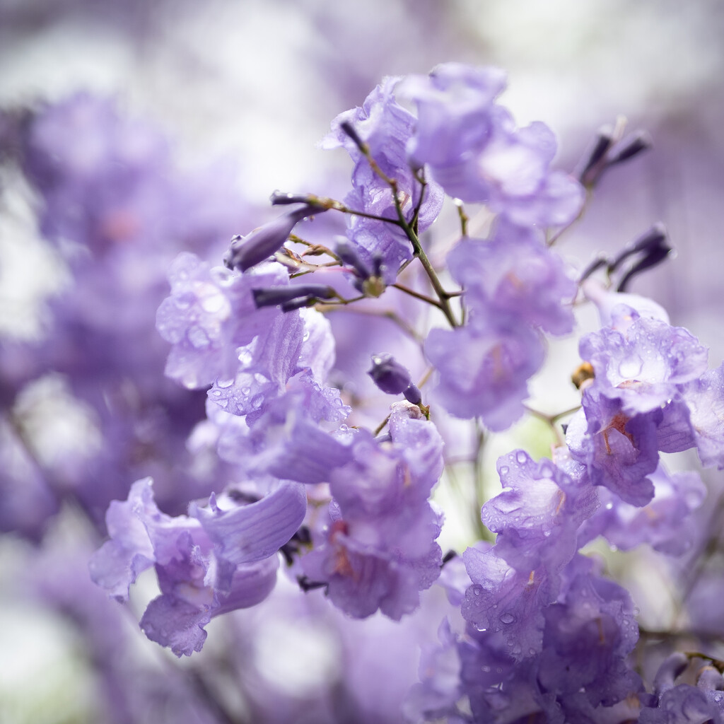 Jacarandah Season by peterhamilton