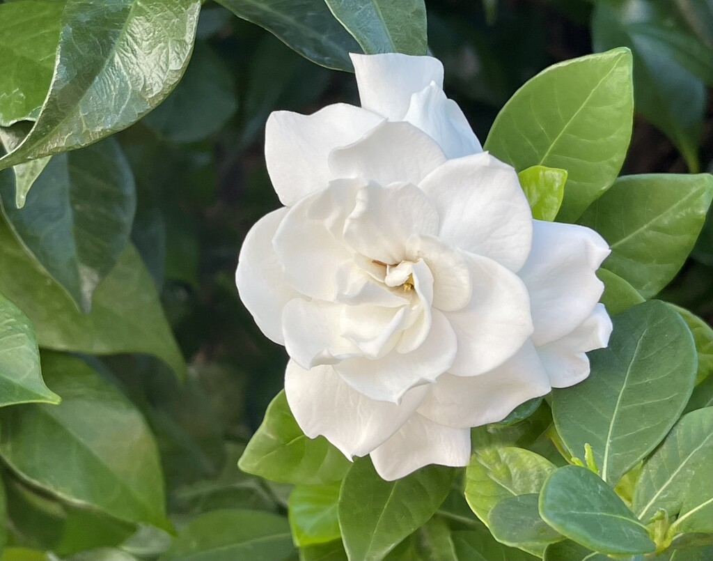 The Budding Gardenia by gardenfolk