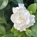 The Budding Gardenia