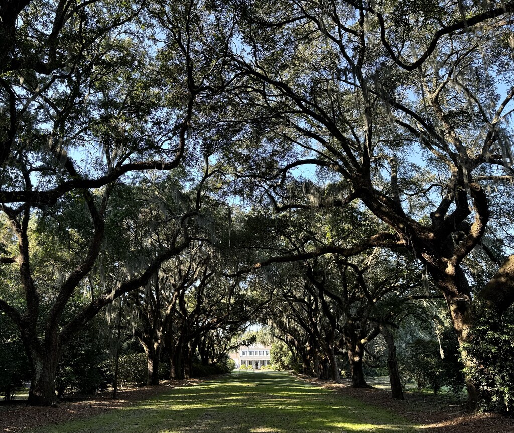 Live oak avenue by congaree