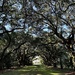 Live oak avenue