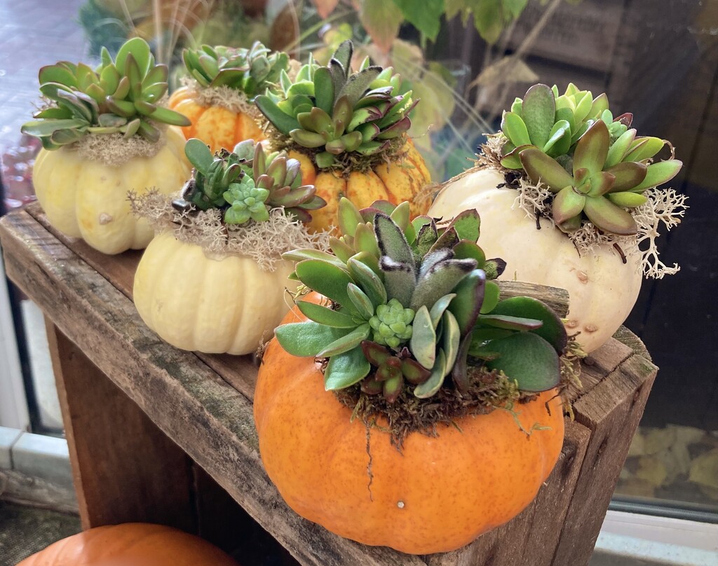 Seasonal Succulents by casablanca