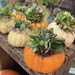 Seasonal Succulents by casablanca