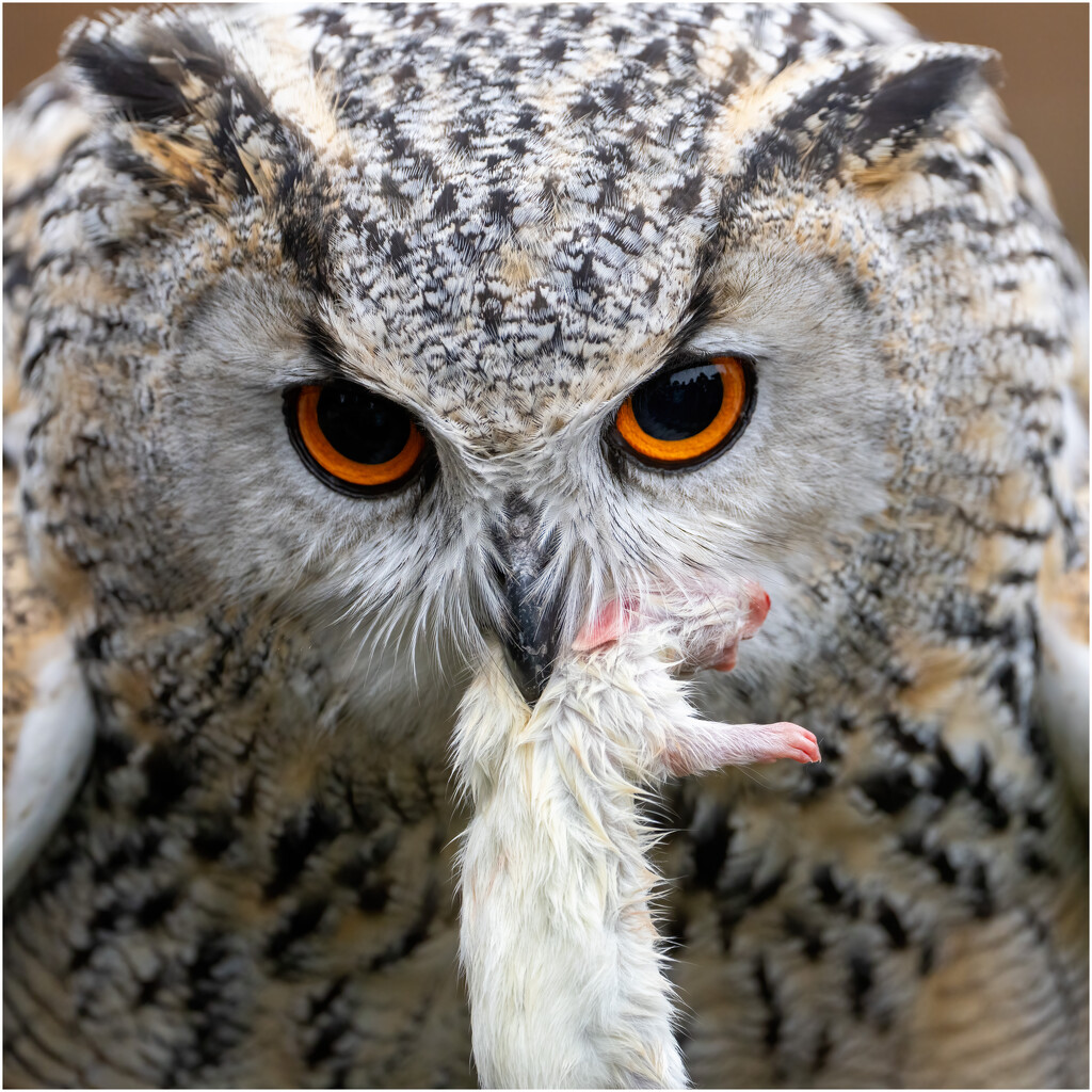 Eagle Owl by clifford