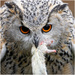 Eagle Owl