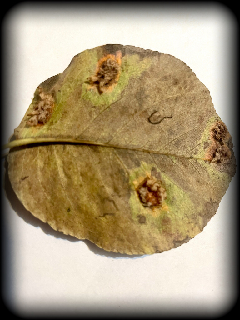 This is NOT meant to be a good picture! Back of pear leaf with weird growths on it… by prettycheeses