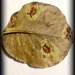 This is NOT meant to be a good picture! Back of pear leaf with weird growths on it… by prettycheeses