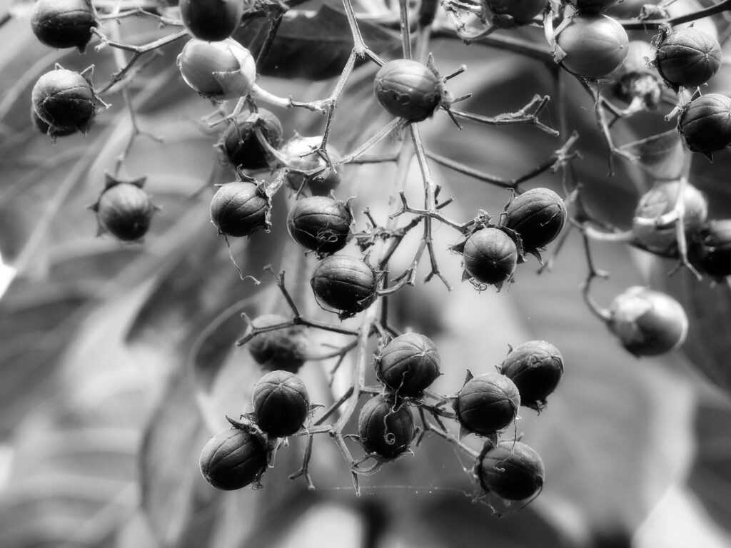 Crepe myrtle seed heads... by marlboromaam