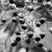 Crepe myrtle seed heads... by marlboromaam