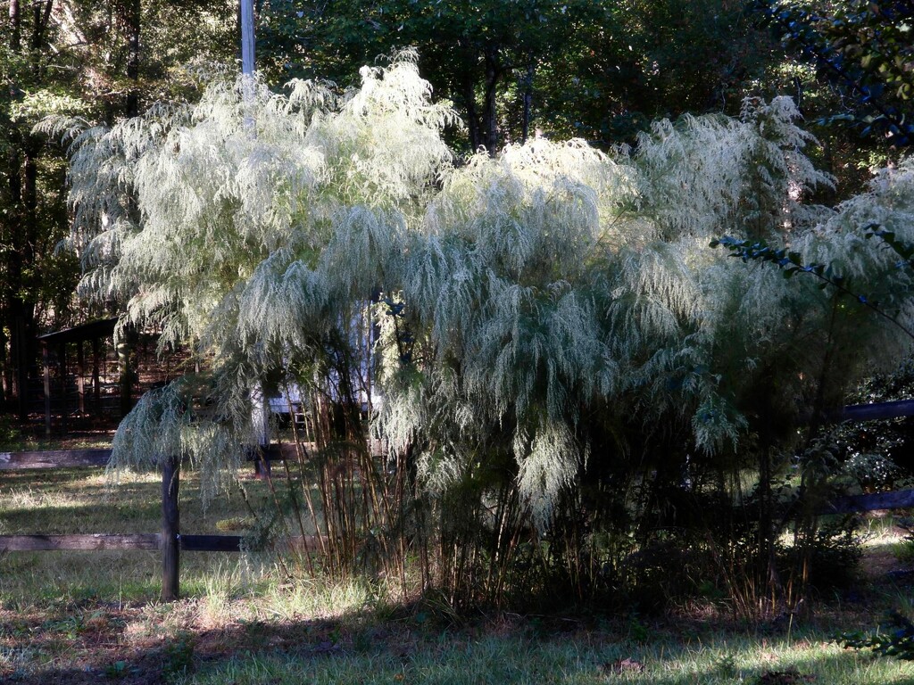 Dog fennel in full bloom... by marlboromaam