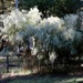 Dog fennel in full bloom... by marlboromaam