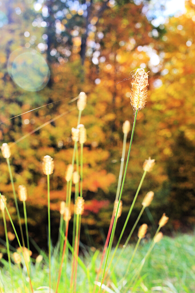 Autumn Hike 16 - Lightly Tethered by juliedduncan