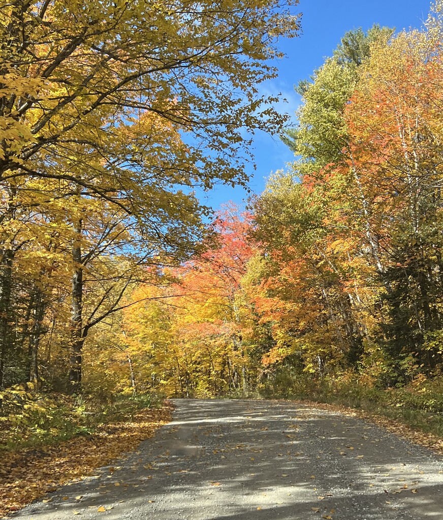 Autumn 🍂 Colours by radiogirl