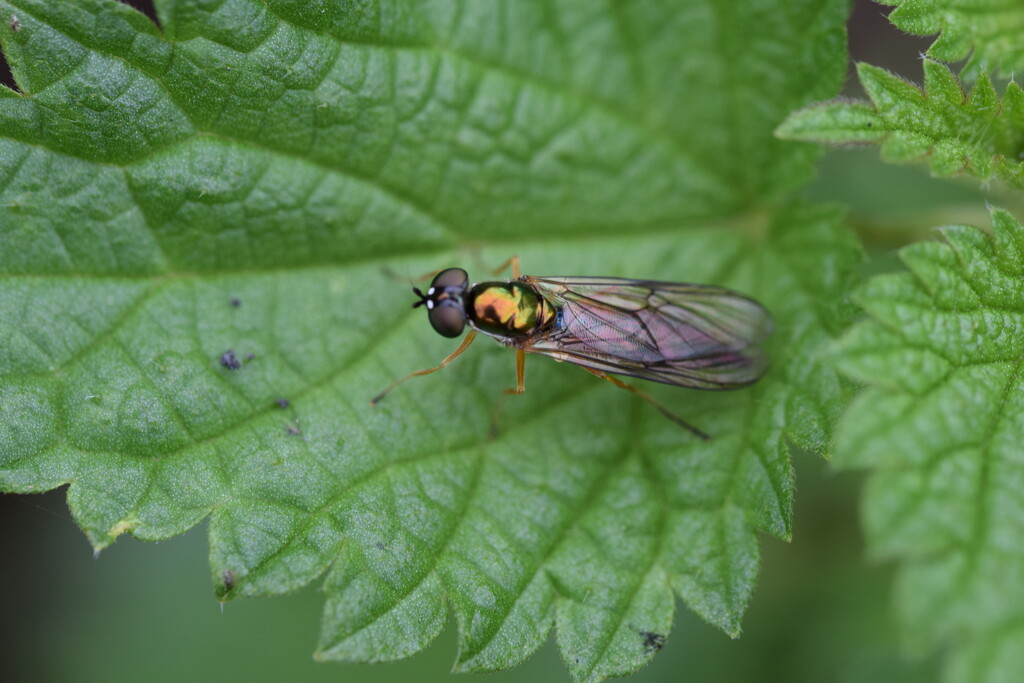 Soldier fly by dragey74