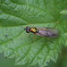 Soldier fly