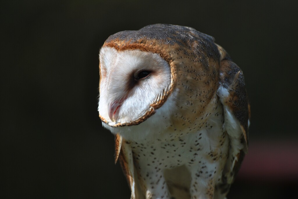 Day 286: Minerva The Barn Owl  by jeanniec57