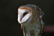 13th Oct 2024 - Day 286: Minerva The Barn Owl 