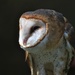 Day 286: Minerva The Barn Owl 