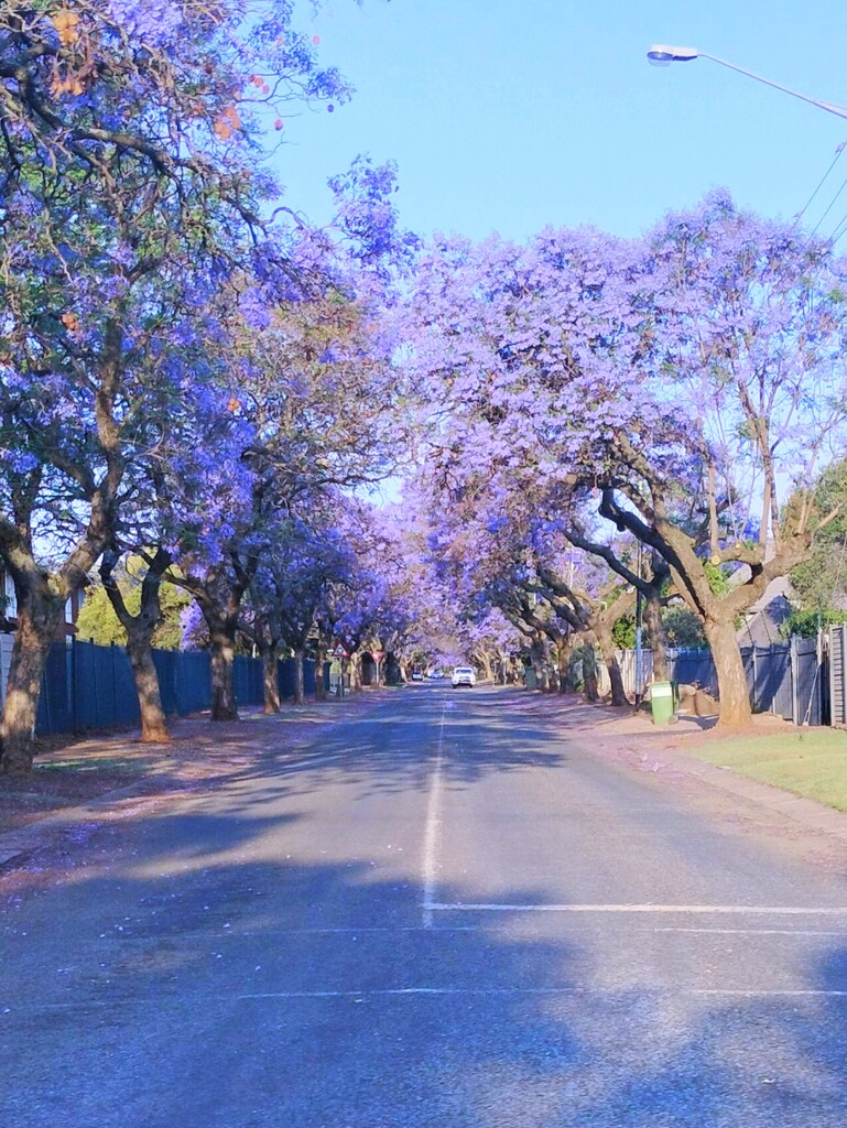 Jacaranda Trees by mdry