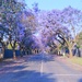 Jacaranda Trees by mdry