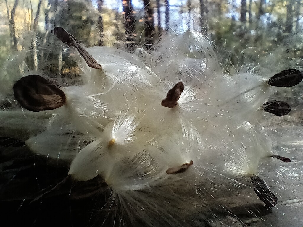 Day 289 Milk Weed Seeds  by jeanniec57