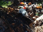 9th Oct 2024 - Day 282 Hickory Tussock Moth Caterpillars 