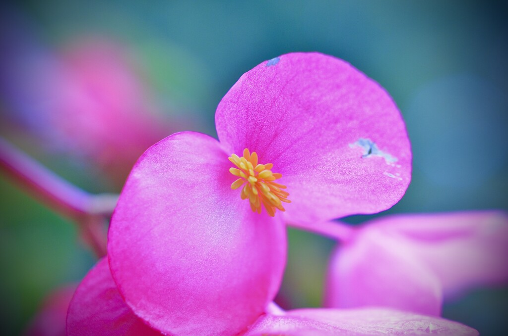 Winged Begonia  by pej76